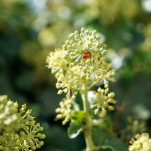 CocoShea Lotion Casting Care