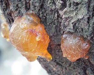 Whipped Shea Body-Butter Resting Amber